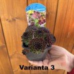 Skalná ruža (Sempervivum tectorum) - kont. P9